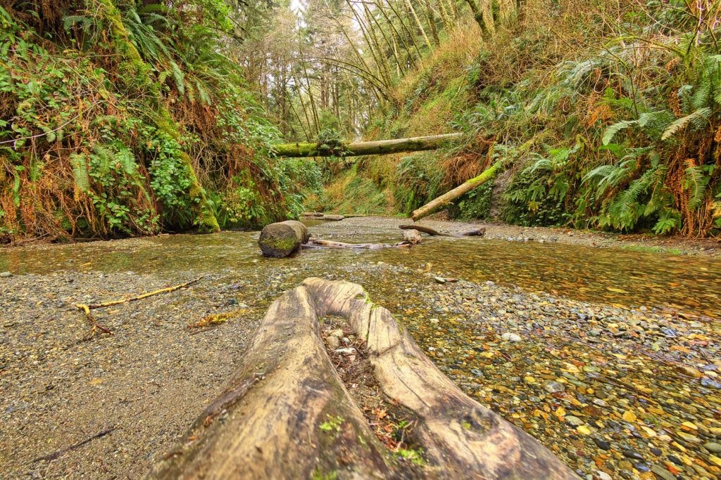 fern-canyon-inside-prairie-creek-redwoods-state-park-022