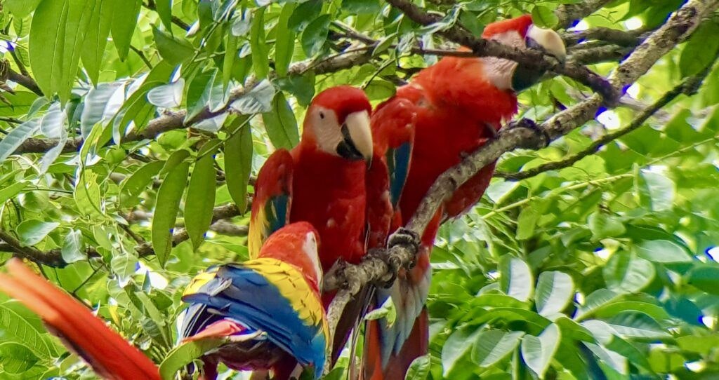 carara-national-park-003