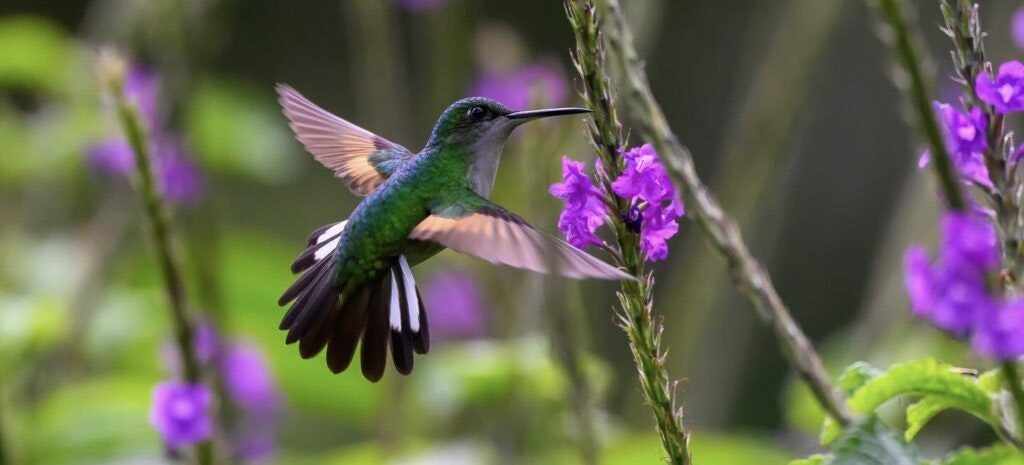 curi-cancha-reserve-001