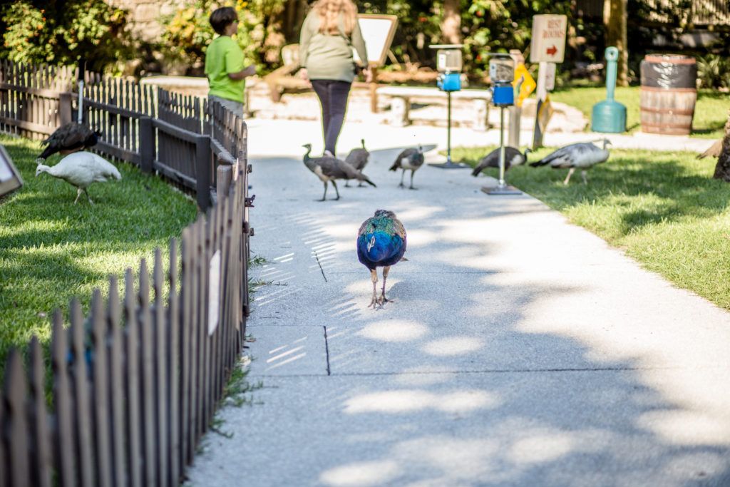 fountain-of-youth-archaeological-park-017
