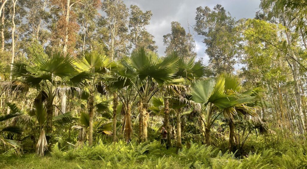 kona-cloud-forest-sanctuary-002