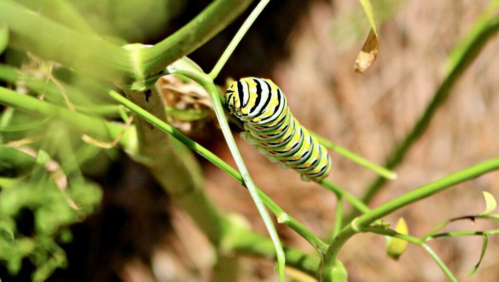 purdy-butterfly-house-003