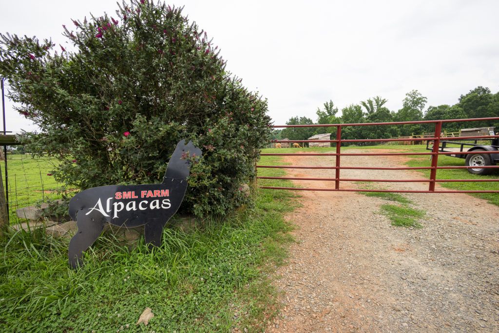 smith-mountain-lake-farm-alpacas-005