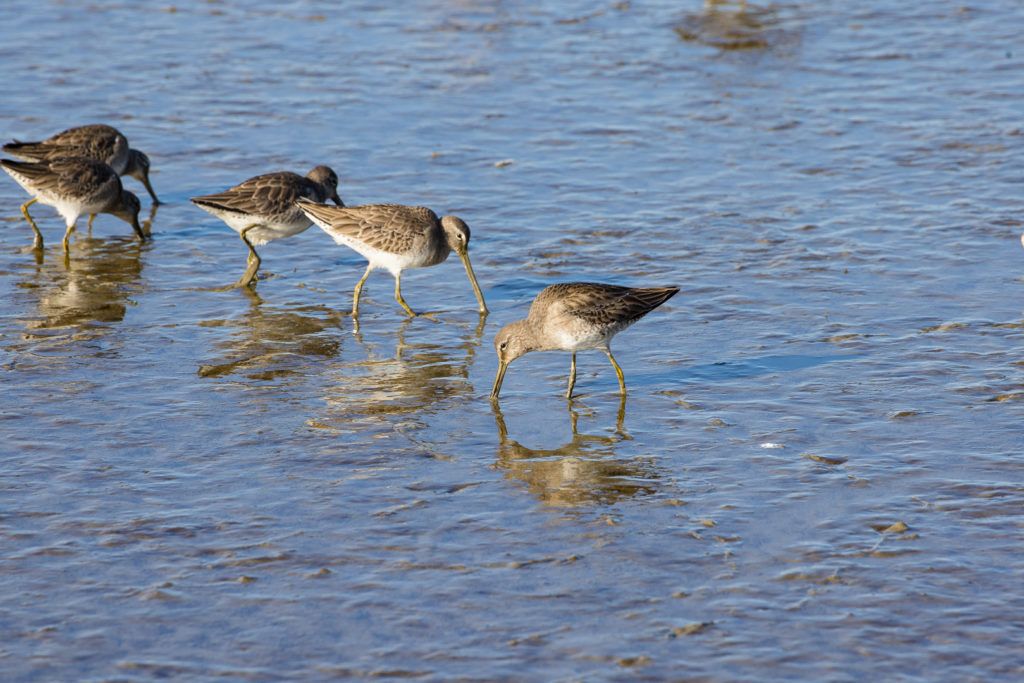 arcata-marsh-and-wildlife-sanctuary-008