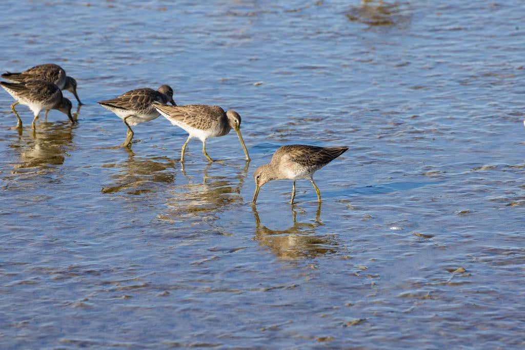 arcata-marsh-and-wildlife-sanctuary-008