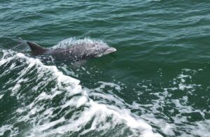 Dolphin Cruise Aboard Dolphin Tales