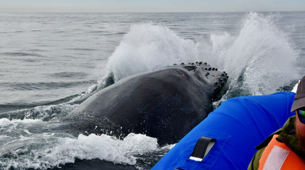 whale-watch-cabo-003