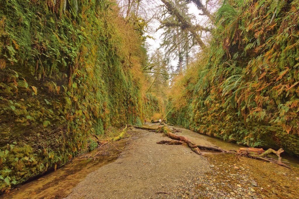 fern-canyon-inside-prairie-creek-redwoods-state-park-002