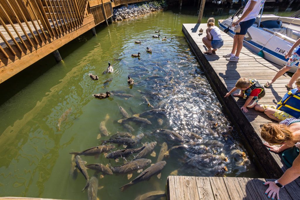 bridgewater-marina-and-pier-019