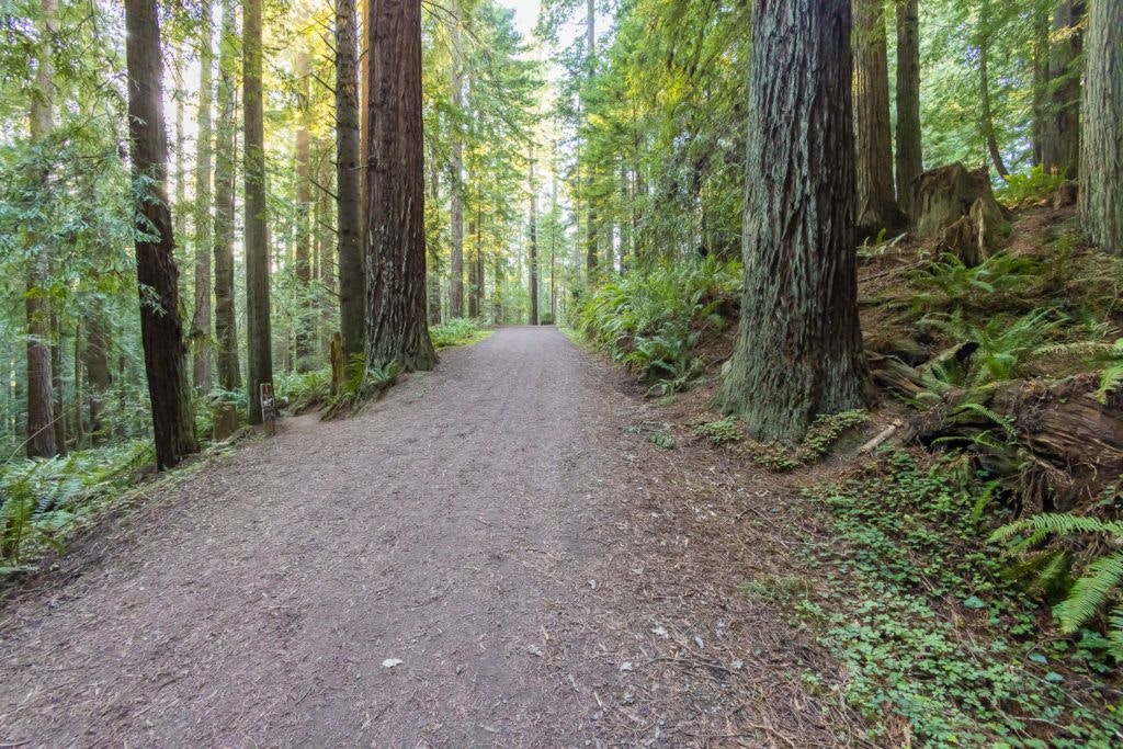 arcata-community-forest-002