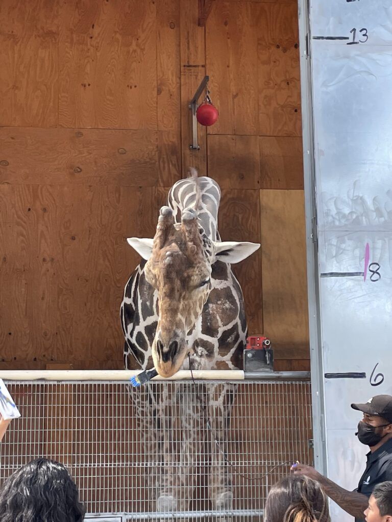 lion-habitat-ranch-004