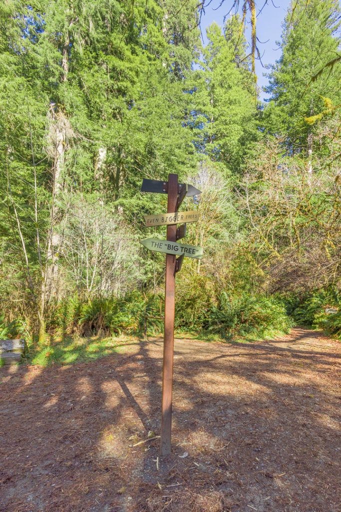 big-tree-wayside-010