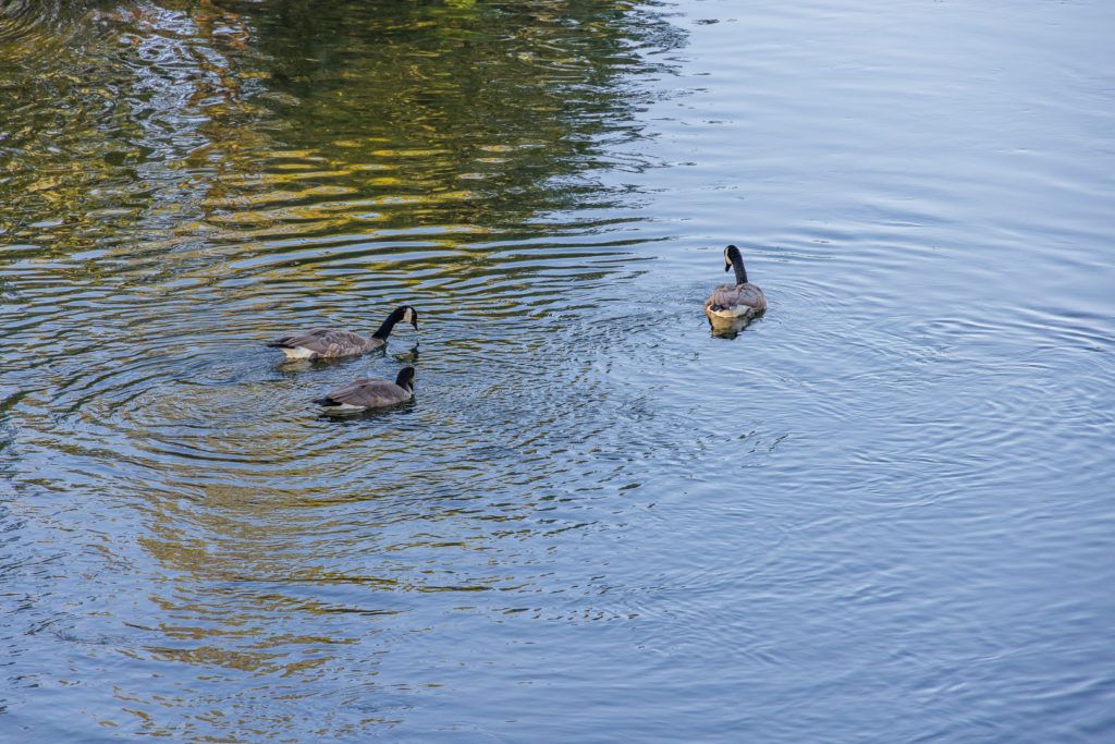 cardinal-landing-bridge-010