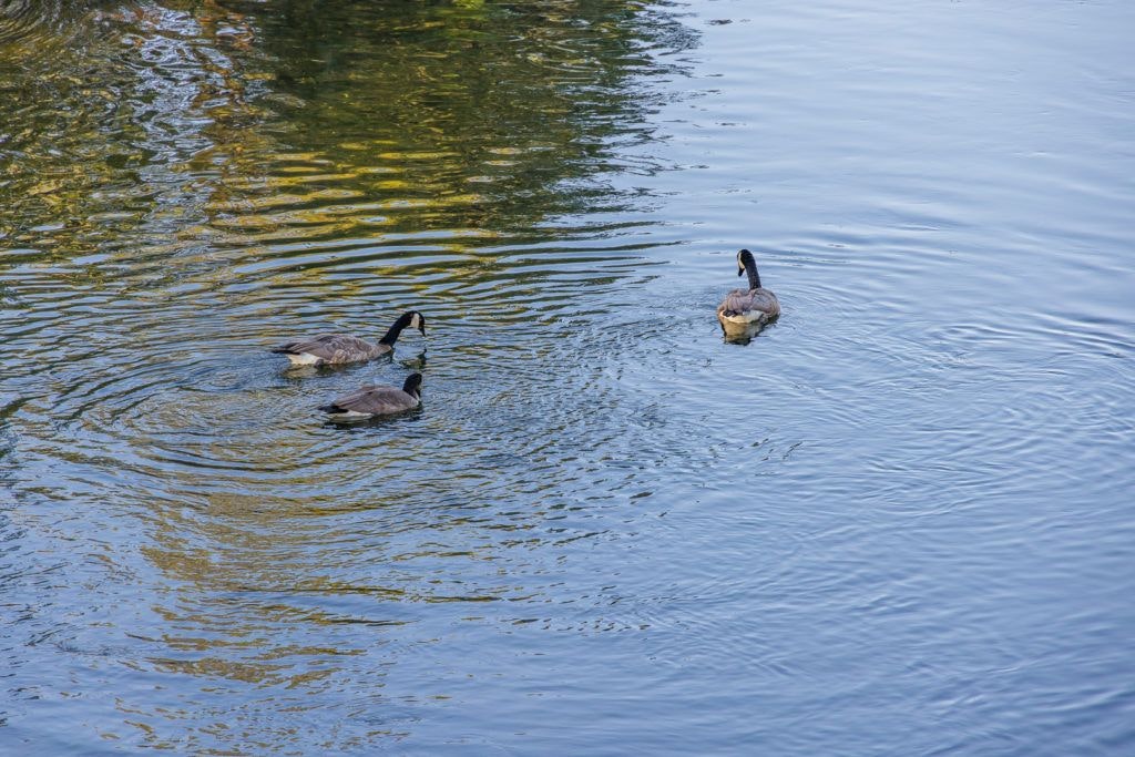 cardinal-landing-bridge-010