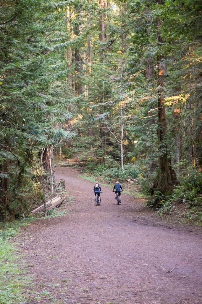 arcata-community-forest-015