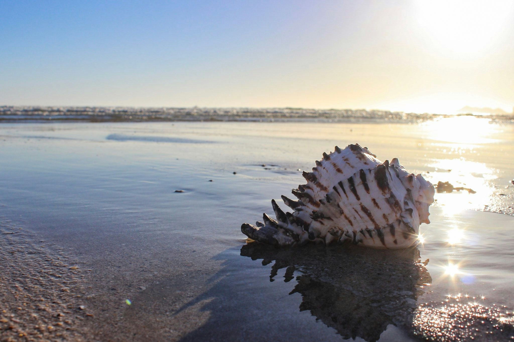 Biodiversity in Rocky Point: Celebrating World Environment Day
