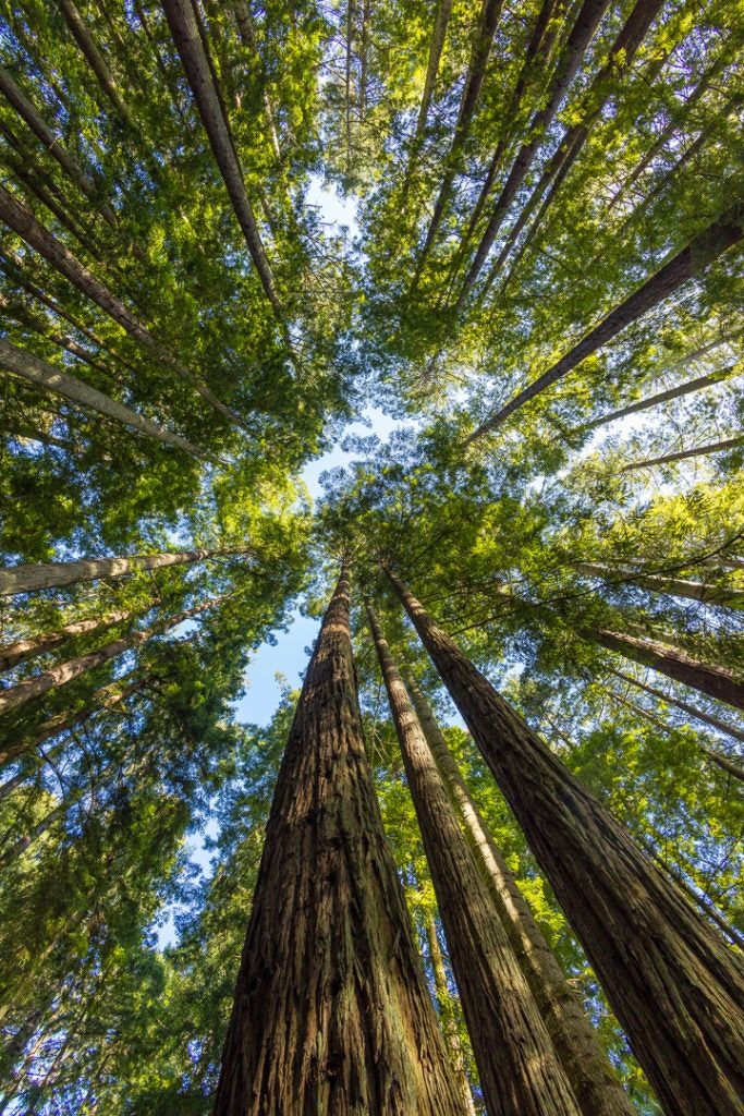 sequoia-park-garden-014