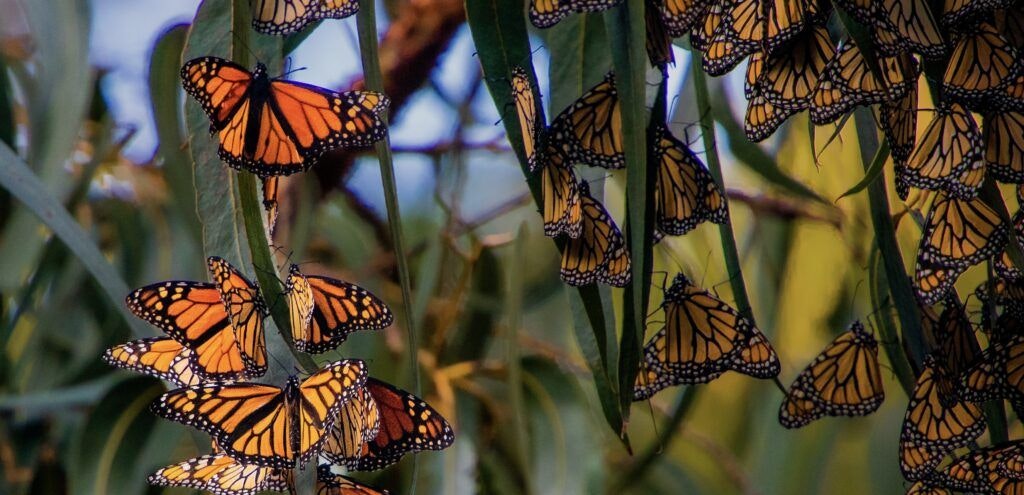 monarch-butterfly-grove-002