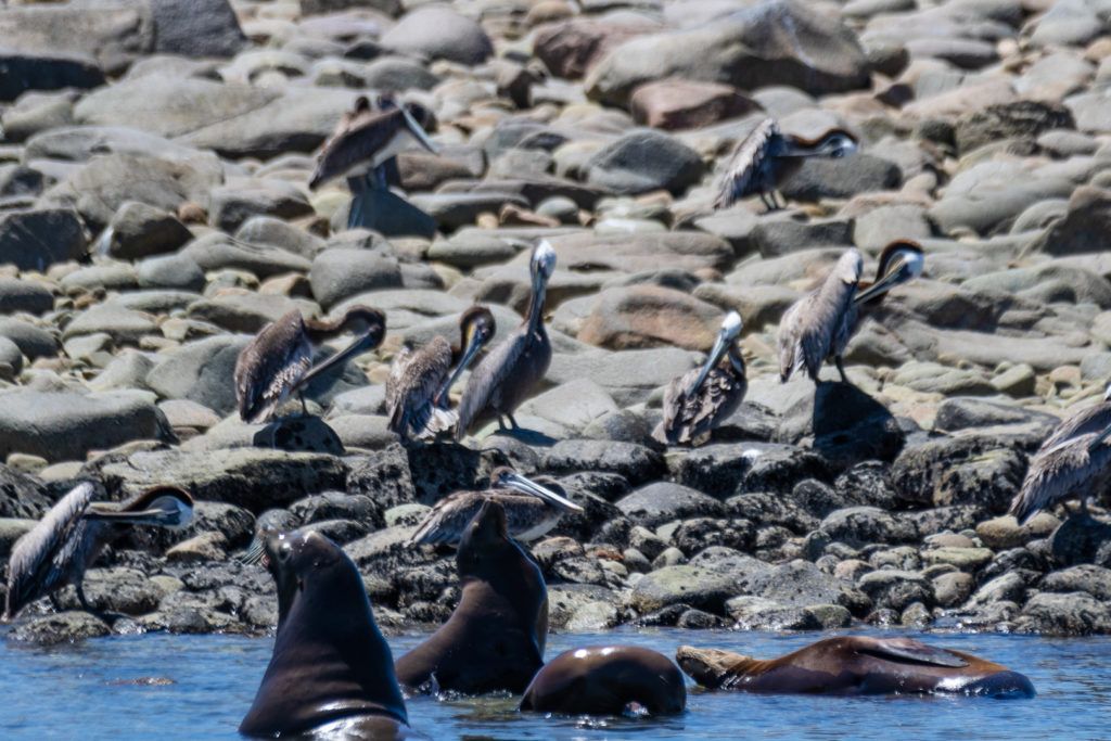bird-island-isla-san-jorge-003