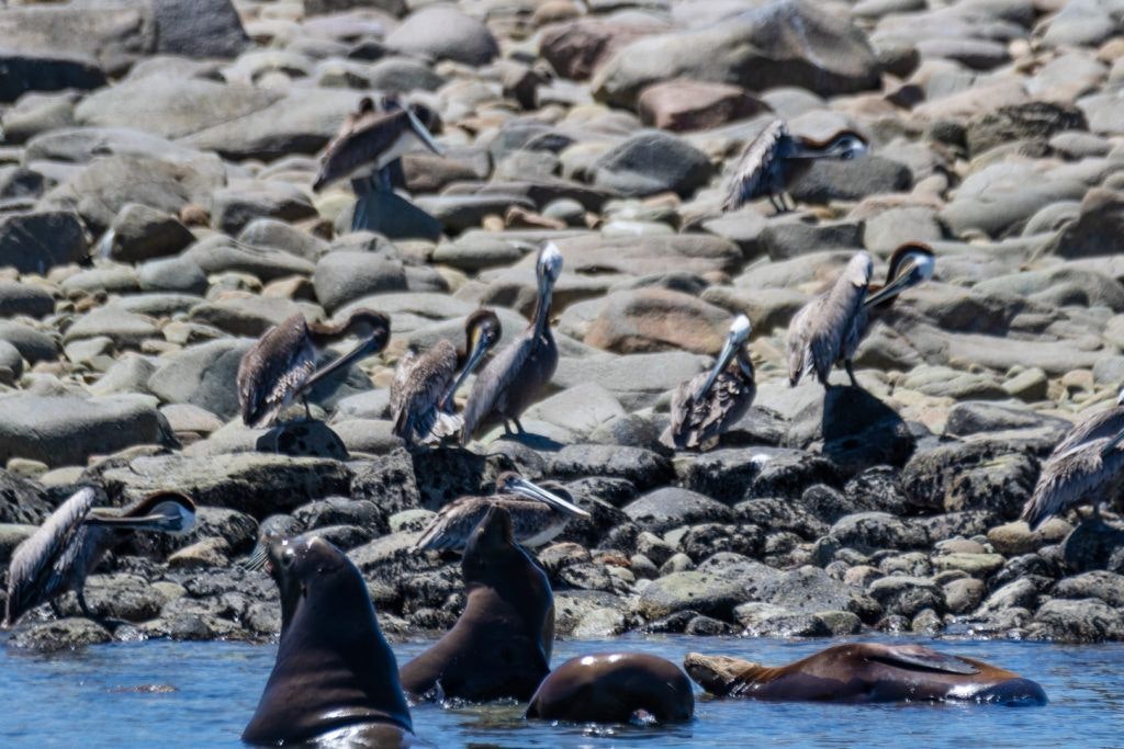 bird-island-isla-san-jorge-003