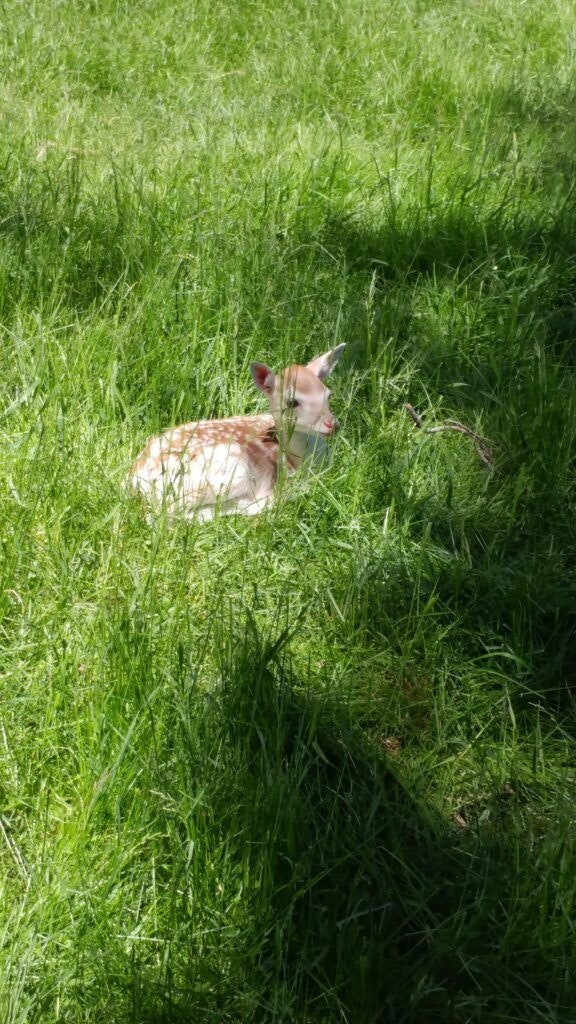 black-pine-deer-farm-003