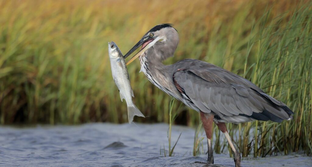 bolivar-flats-audubon-sanctuary-004
