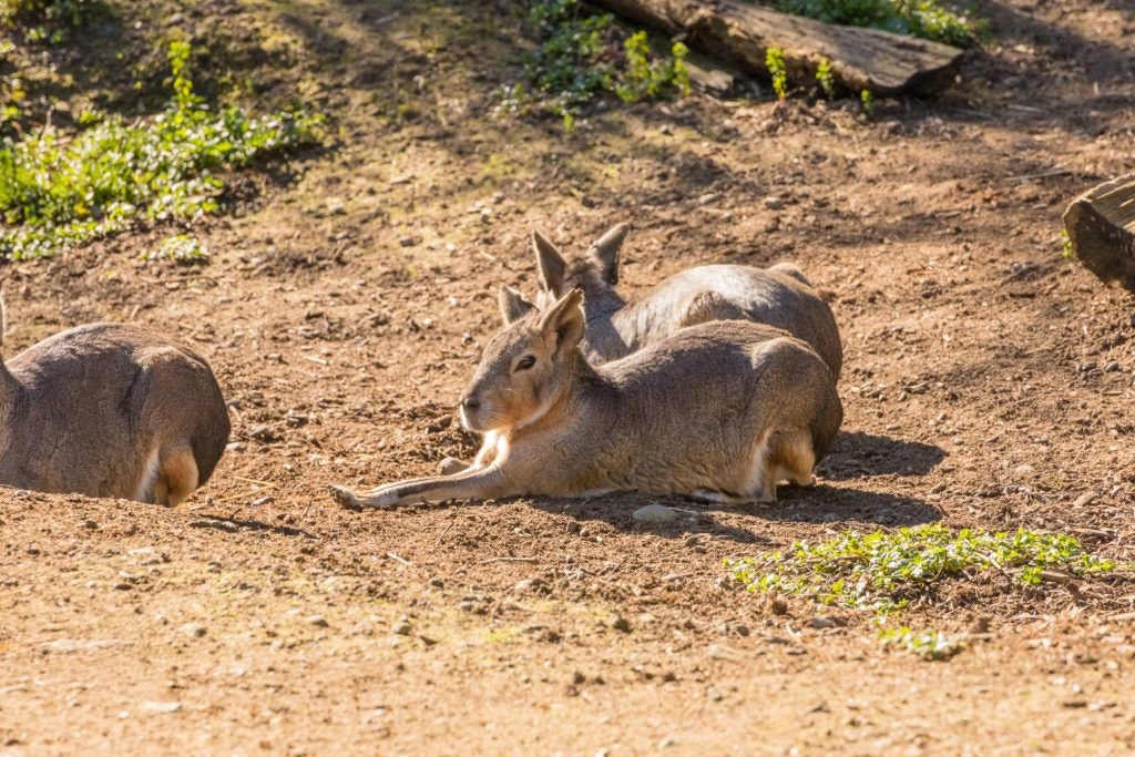 sequoia-park-zoo-and-redwood-sky-walk-012