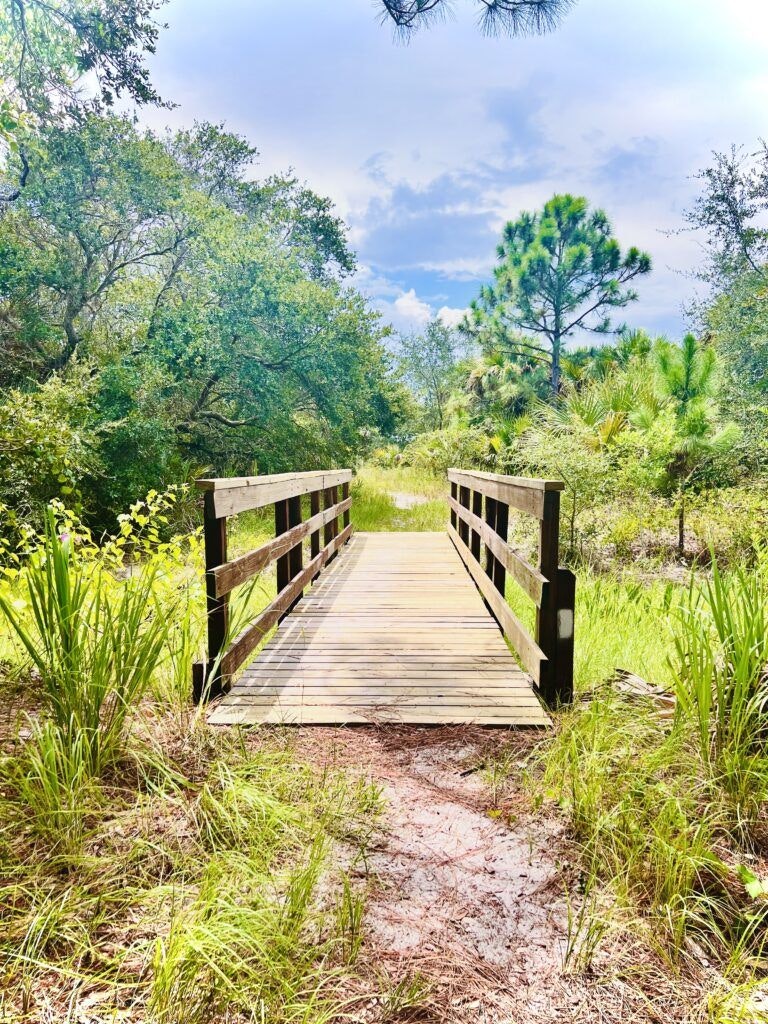 savannas-preserve-state-park-hawk-s-bluff-trail-004