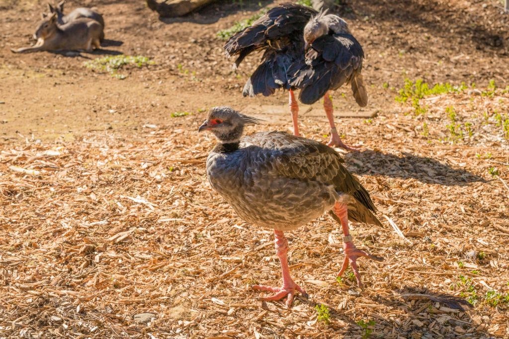 sequoia-park-zoo-and-redwood-sky-walk-019