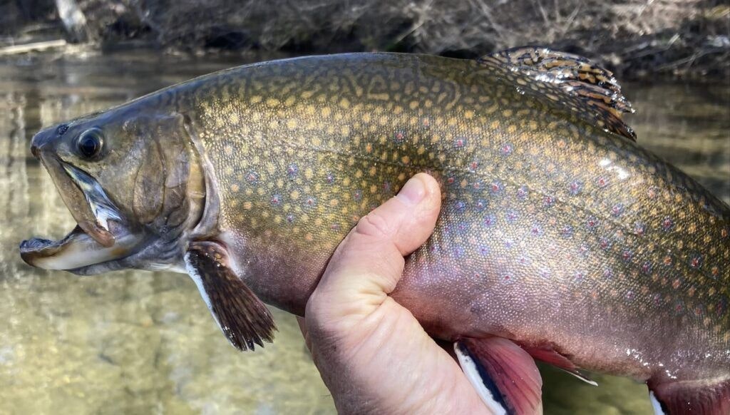 new-river-trips-llc-002