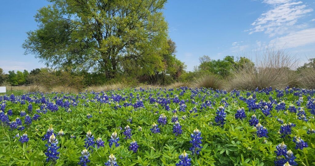 lady-bird-johnson-wildflower-center-004