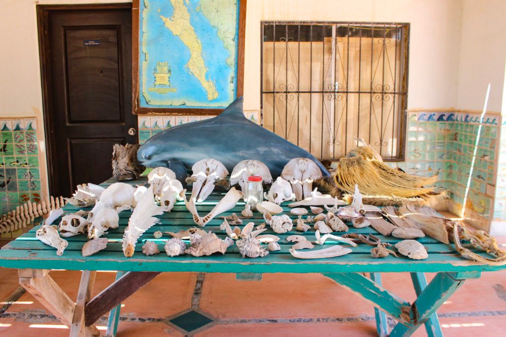 cedo-intercultural-center-for-the-study-of-deserts-and-oceans-010