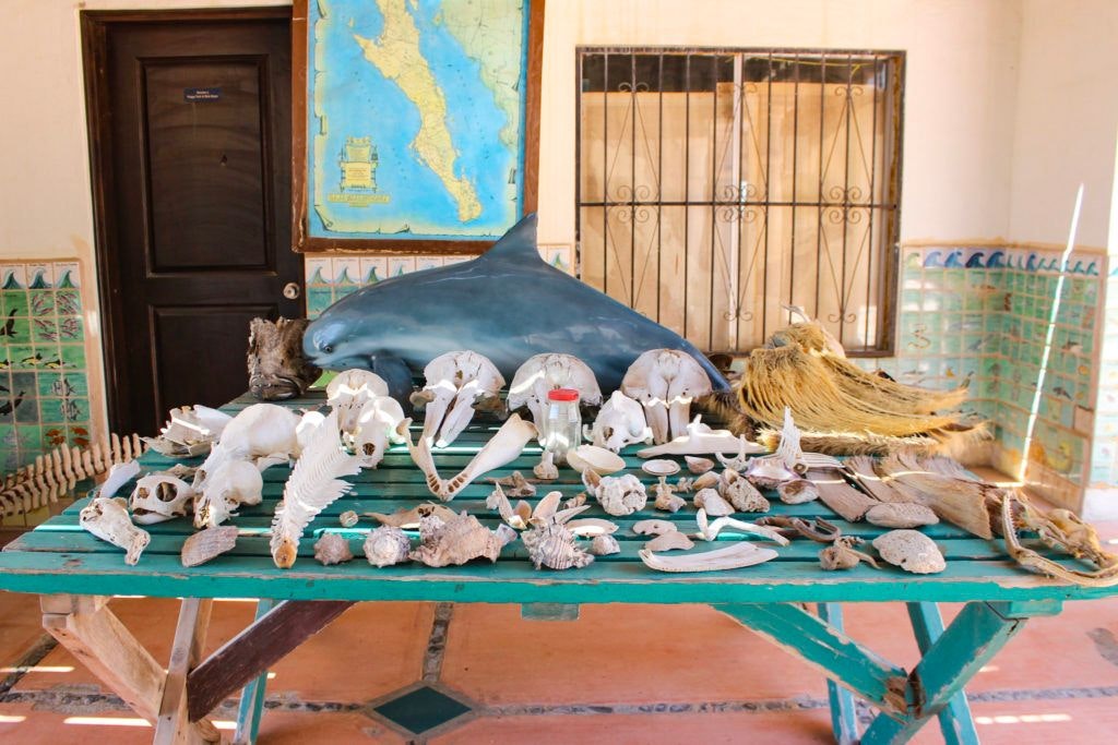 cedo-intercultural-center-for-the-study-of-deserts-and-oceans-010