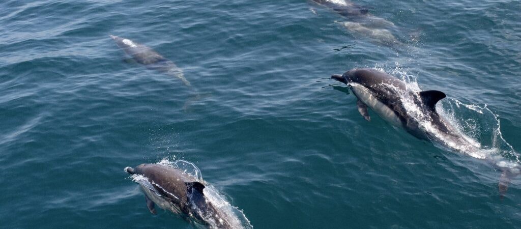 condor-express-whale-watching-003