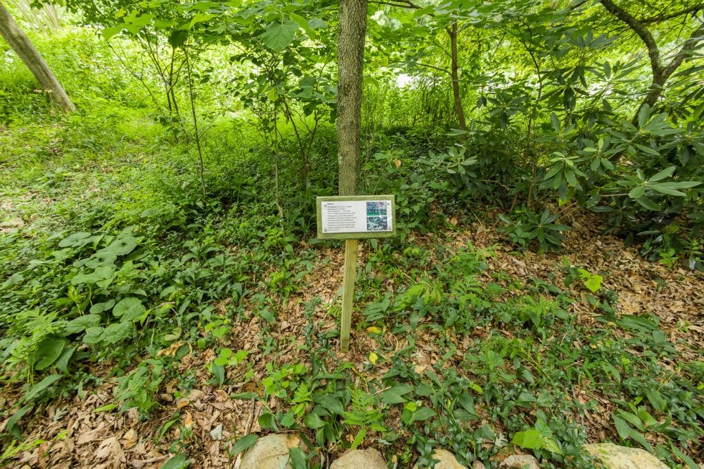 mill-mountain-wildflower-garden-016