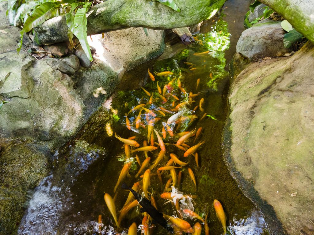 moody-gardens-pyramids-004