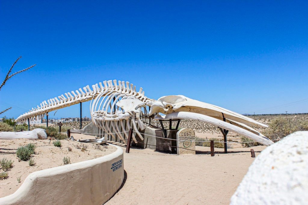 cedo-intercultural-center-for-the-study-of-deserts-and-oceans-019