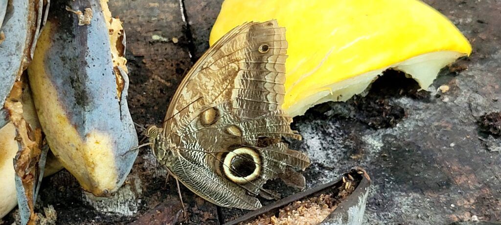 royal-butterflies-003