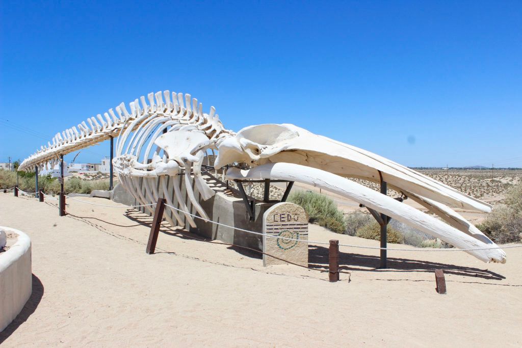 CEDO (Intercultural Center for the Study of Deserts and Oceans)