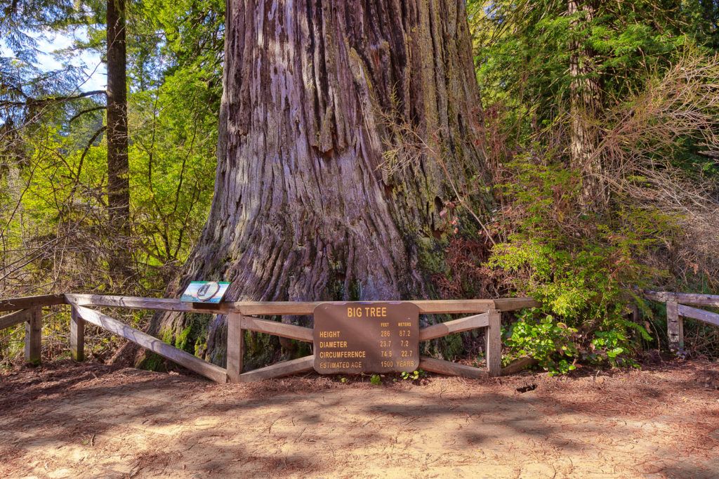 big-tree-wayside-004