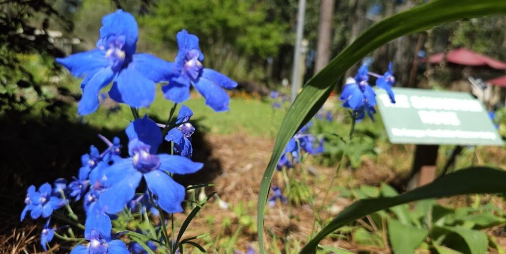 Savannah Botanical Gardens