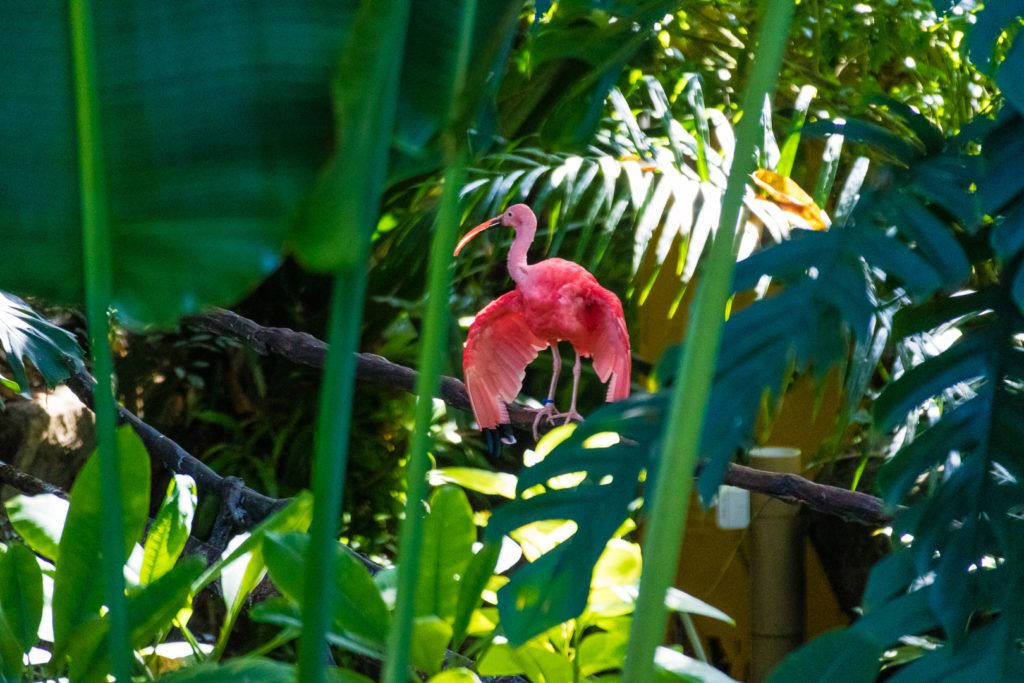 moody-gardens-pyramids-011