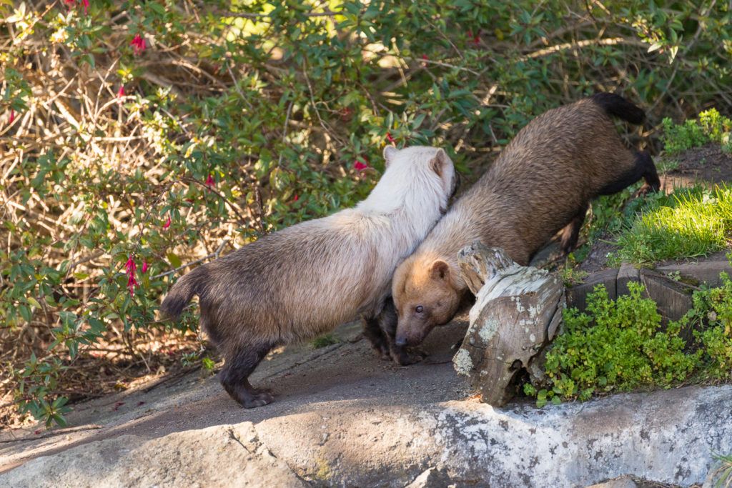 sequoia-park-zoo-and-redwood-sky-walk-015