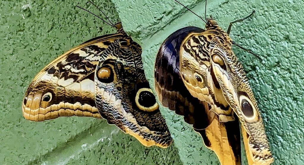 butterfly-wonderland-002