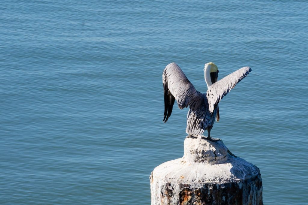 east-end-lagoon-nature-preserve-galveston-017