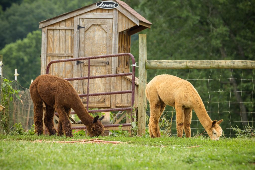 smith-mountain-lake-farm-alpacas-003