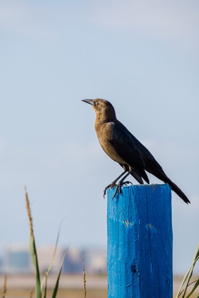 east-end-lagoon-nature-preserve-galveston-024