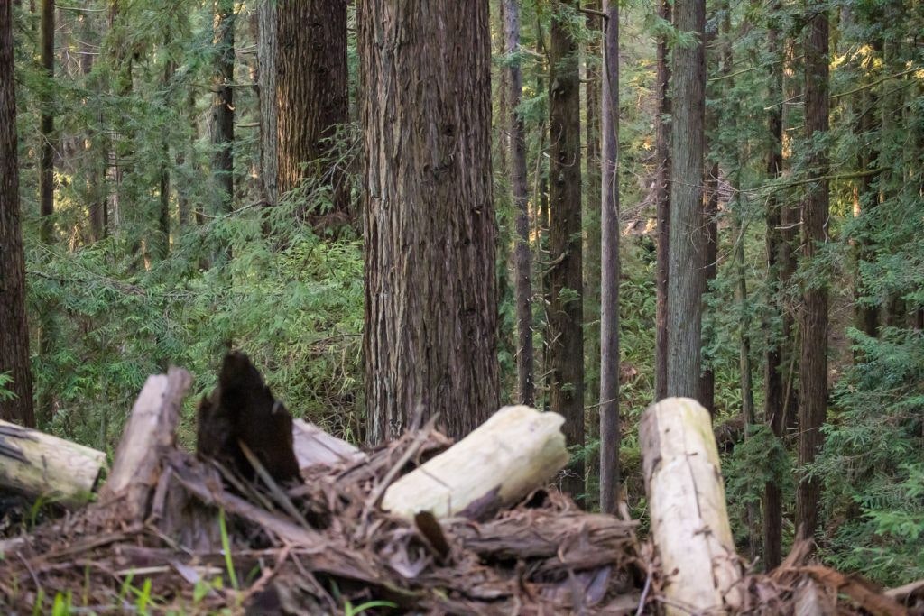 arcata-community-forest-008