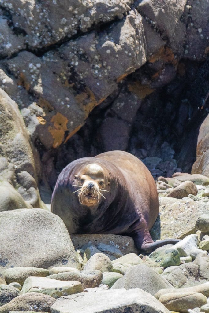 bird-island-isla-san-jorge-033