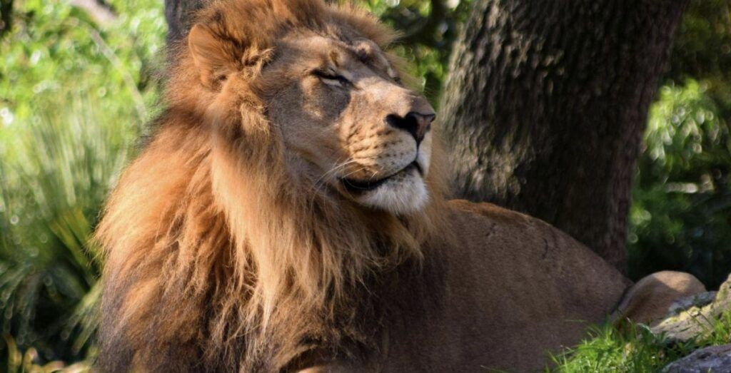 Jacksonville Zoo and Gardens